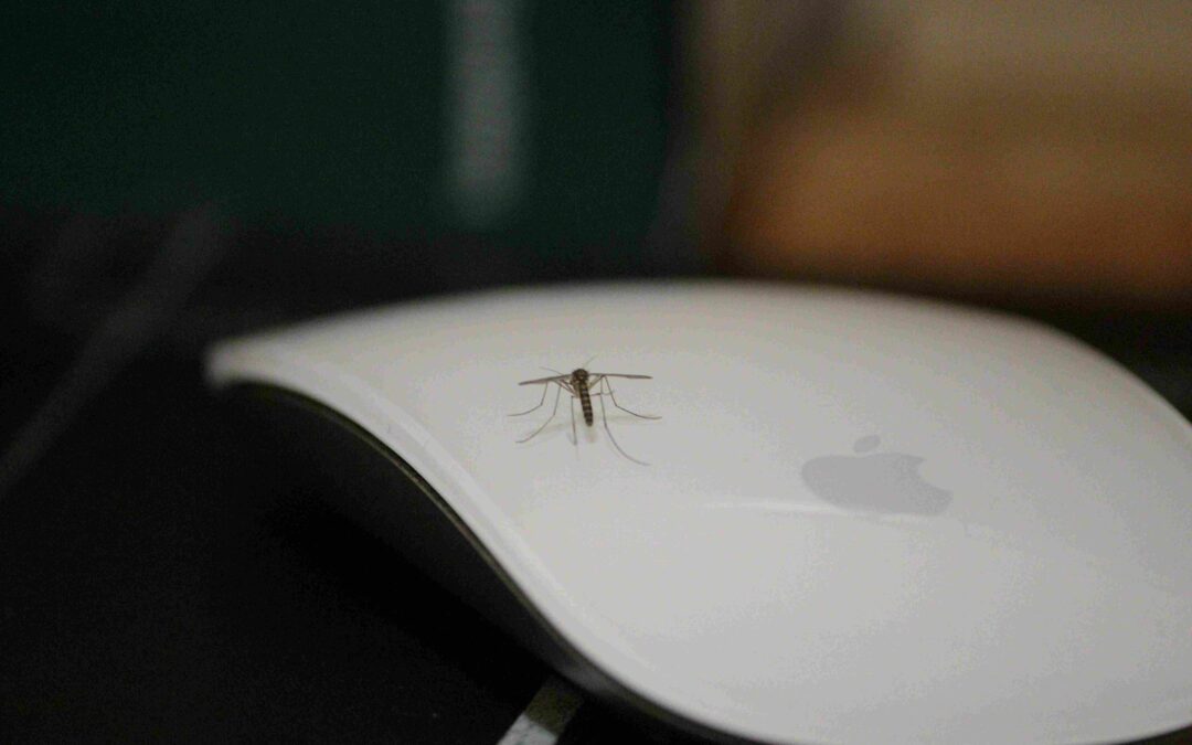 A mosquito is resting on the surface of a white Apple Magic Mouse, which is placed on a dark surface. The background is blurred.