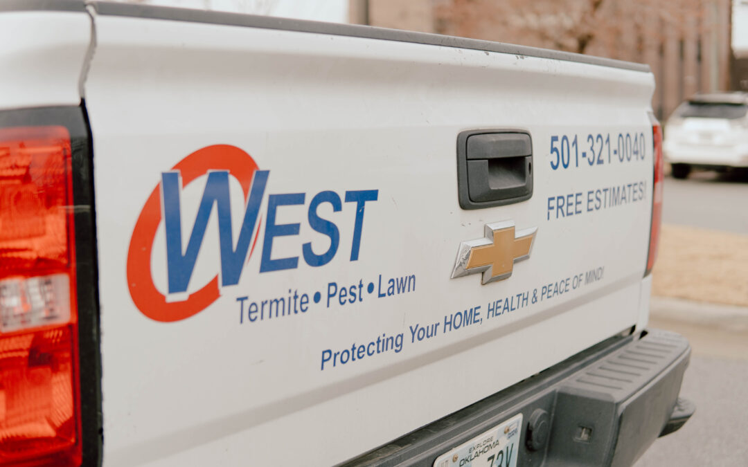 The Lifecycle of Common Termite Species in Arkansas