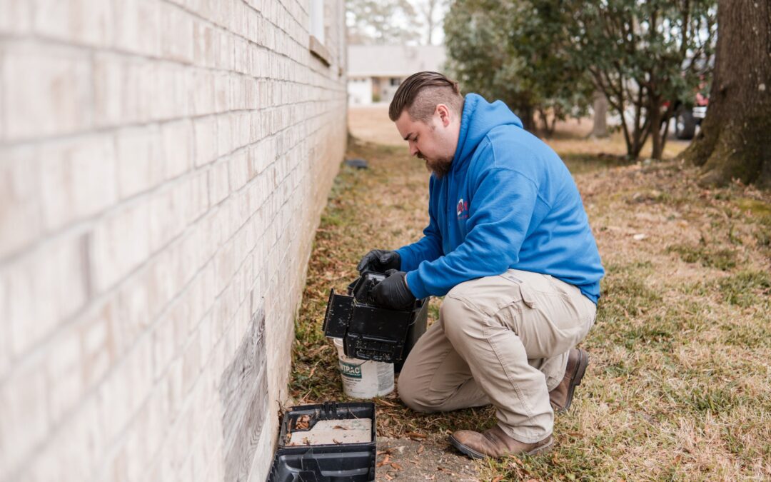 What to Expect After a Termite Treatment