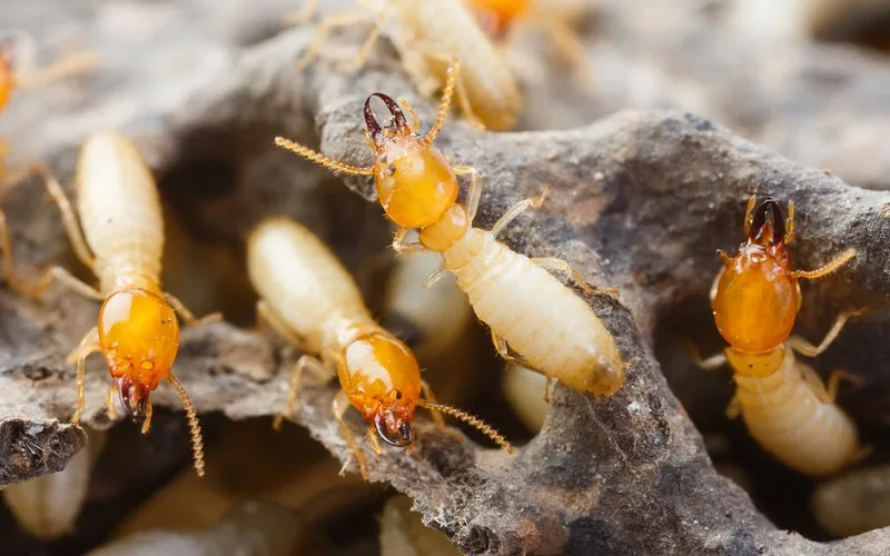 Close-up of several termites with orange-brown heads and pale bodies crawling on a piece of decaying wood, highlighting the importance of regular termite inspections in real estate.