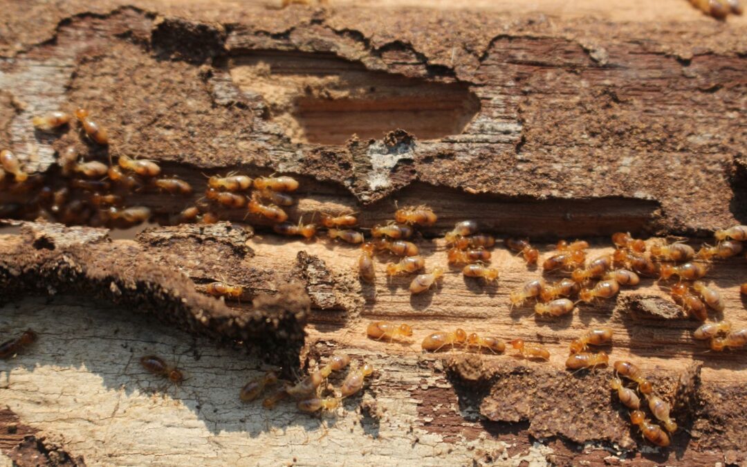 What Happens During a Professional Termite Inspection?