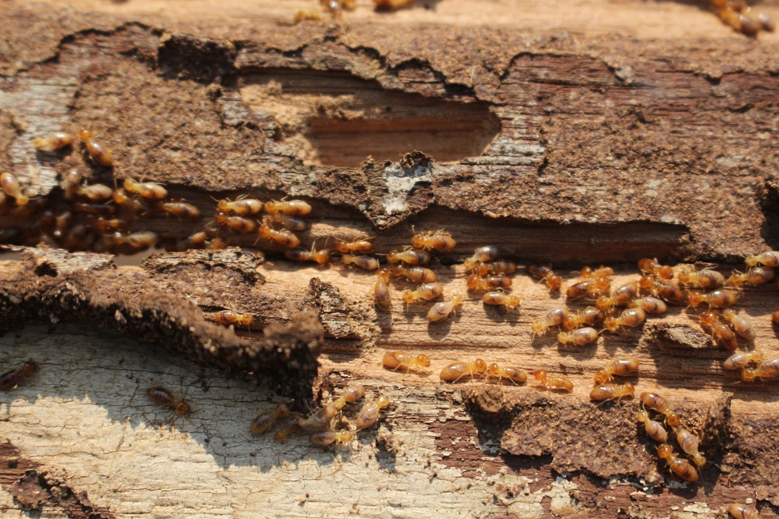 A close-up of a group of termites crawling on and around a piece of damaged, decaying wood with peeling bark and visible tunnels highlights the importance of regular termite inspections in real estate.