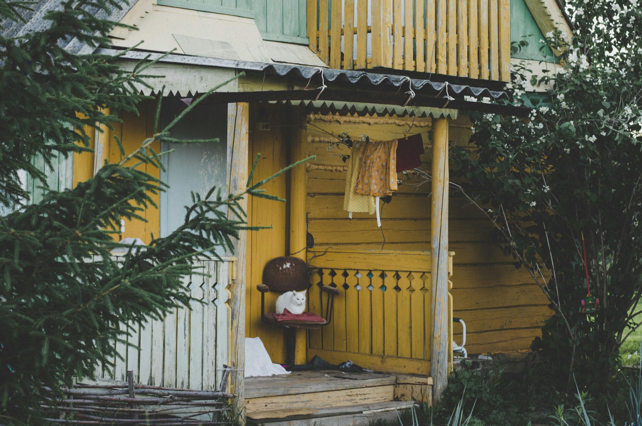 A white cat sits on a wooden chair on the porch of a rustic yellow house with green trim, surrounded by trees and bushes. Clothing hangs on a line above the porch, where leafy growth adds both charm and subtle pest risk to the cozy scene.