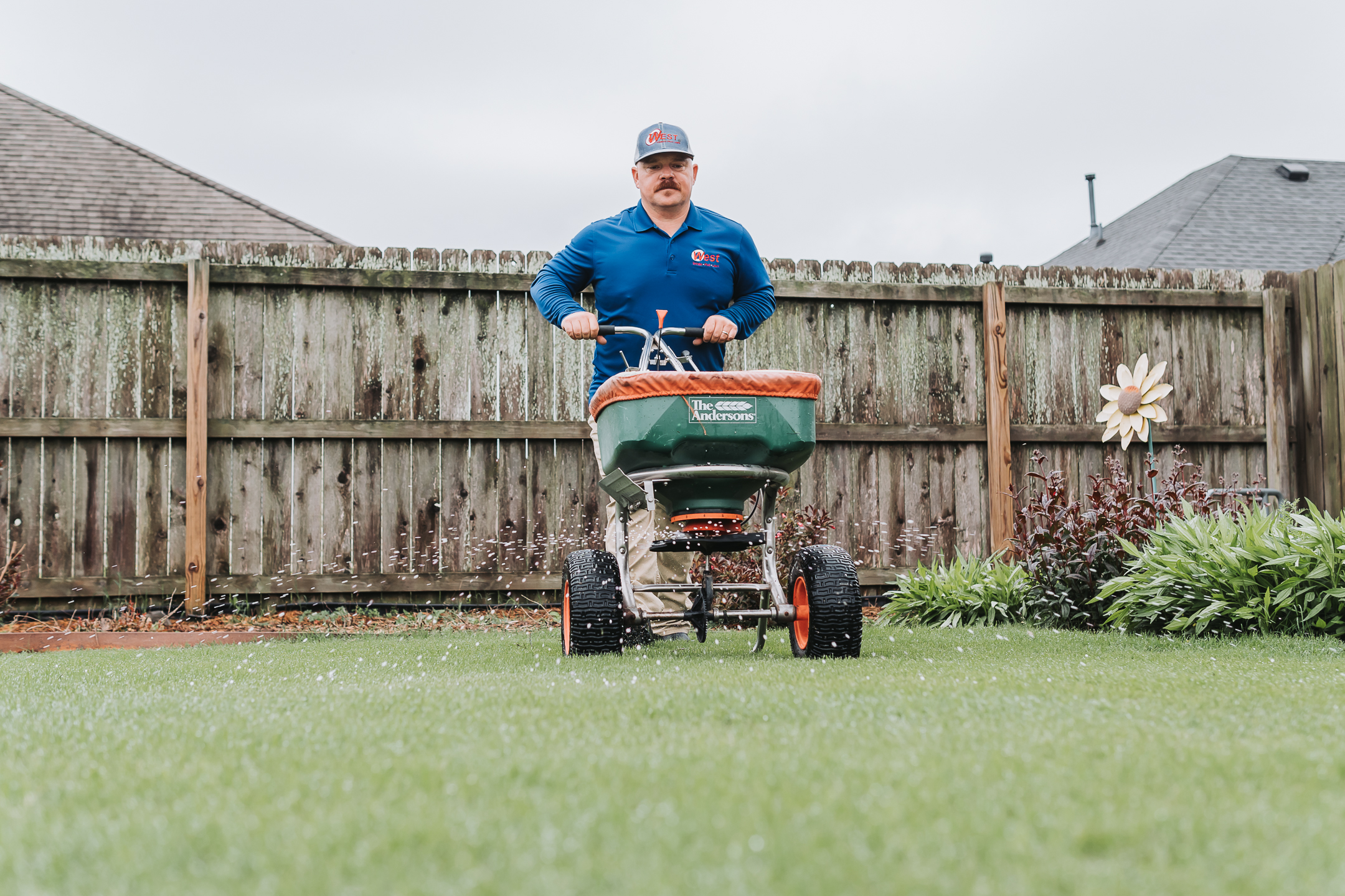 A man wearing a blue shirt and cap pushes a lawn spreader across a green yard, with a wooden fence and plants in the background on a cloudy day.