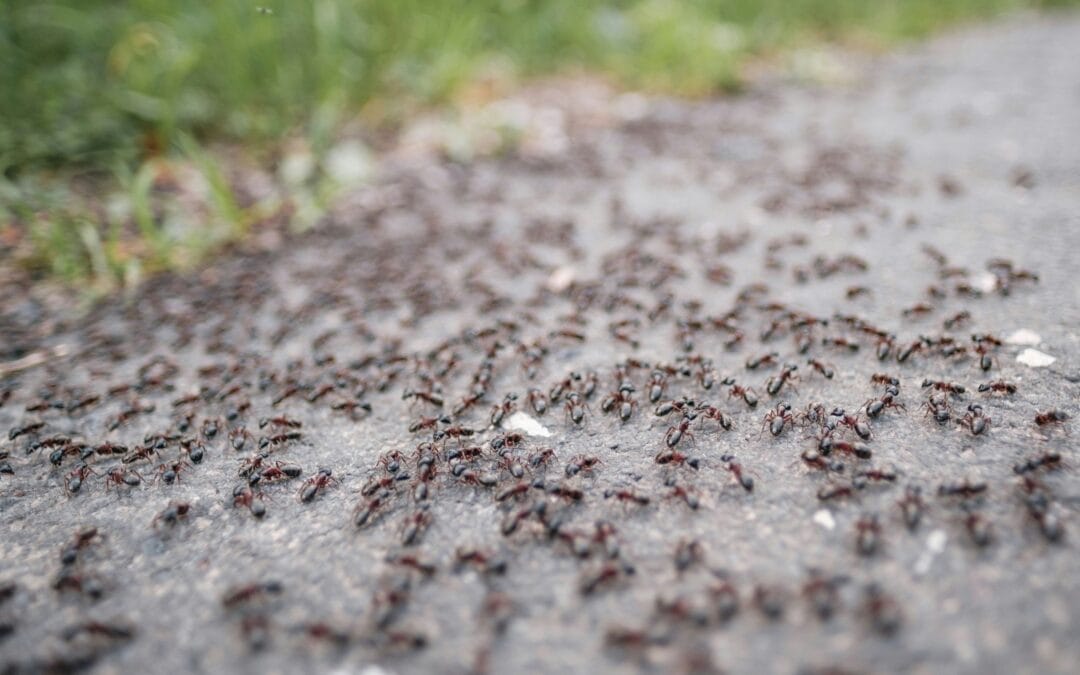 Preventing Ant Infestations as Temperatures Rise