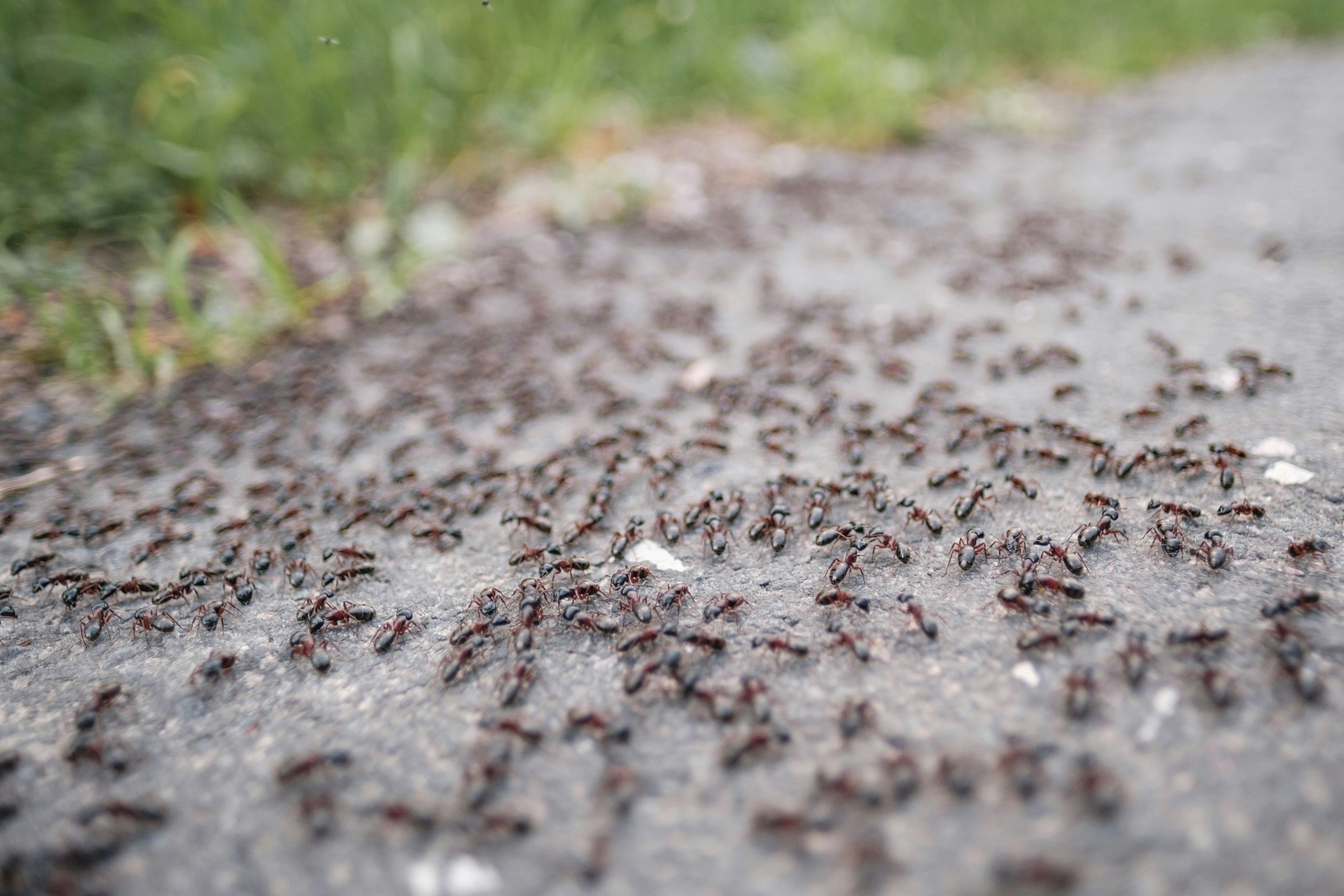 Hundreds of ants are crawling on a paved surface outdoors, hinting at possible ant infestations, with some green grass visible in the blurred background.