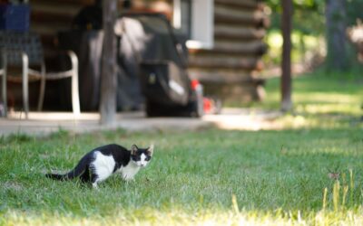 The Link Between Landscaping and Pest Problems