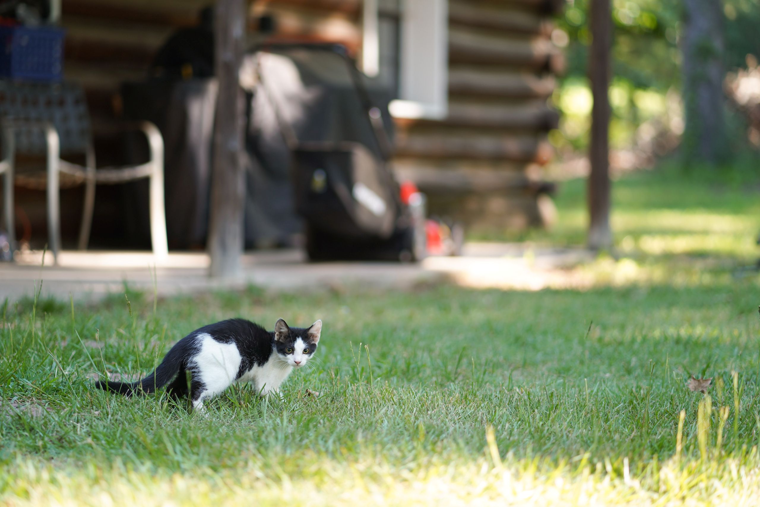 A black and white cat stands on green grass in front of a rustic wooden cabin with a covered porch, outdoor furniture, and trees—an idyllic setting that benefits from effective pest prevention.