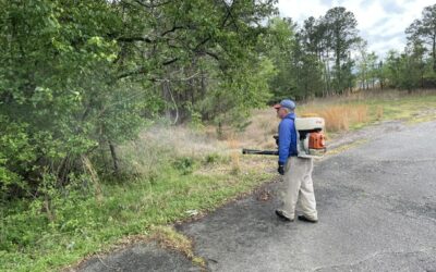 How Overgrown Yards Create Pest Havens