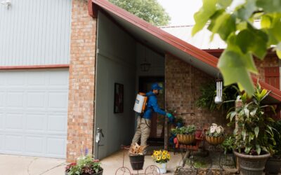 Why Annual Termite Inspections Are Worth It
