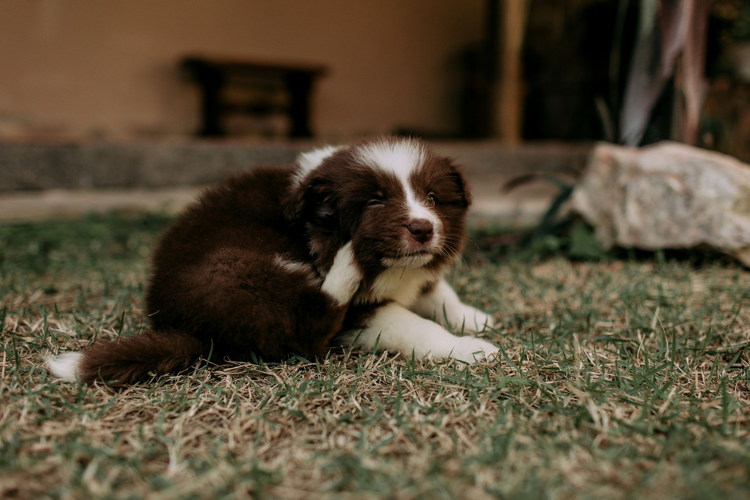 fleas and ticks A brown and white puppy sits on grass, scratching its ear with a back paw. There is a stone, some plants, and a bench in the blurred background.