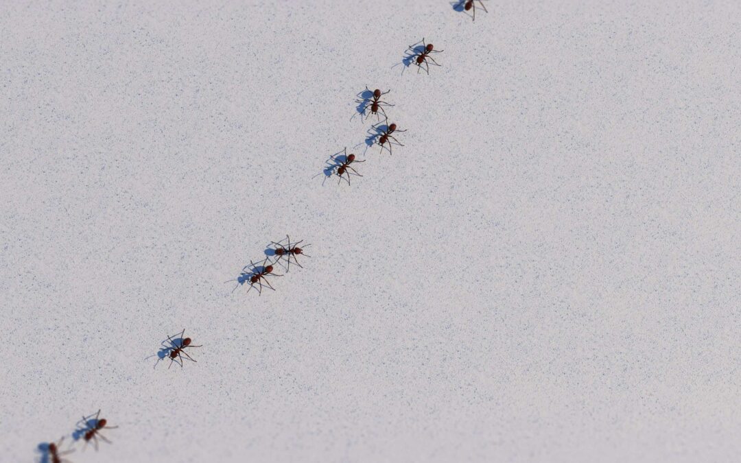 How Lawn Conditions Lead to Indoor Ant Infestations
