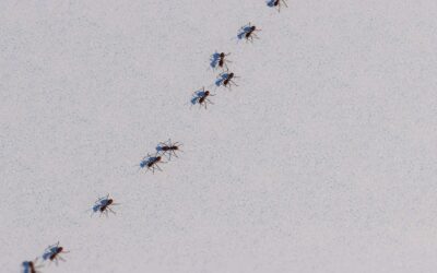 How Lawn Conditions Lead to Indoor Ant Infestations