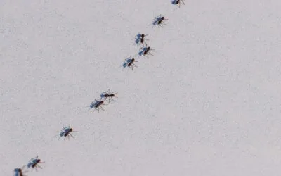 How Lawn Conditions Lead to Indoor Ant Infestations