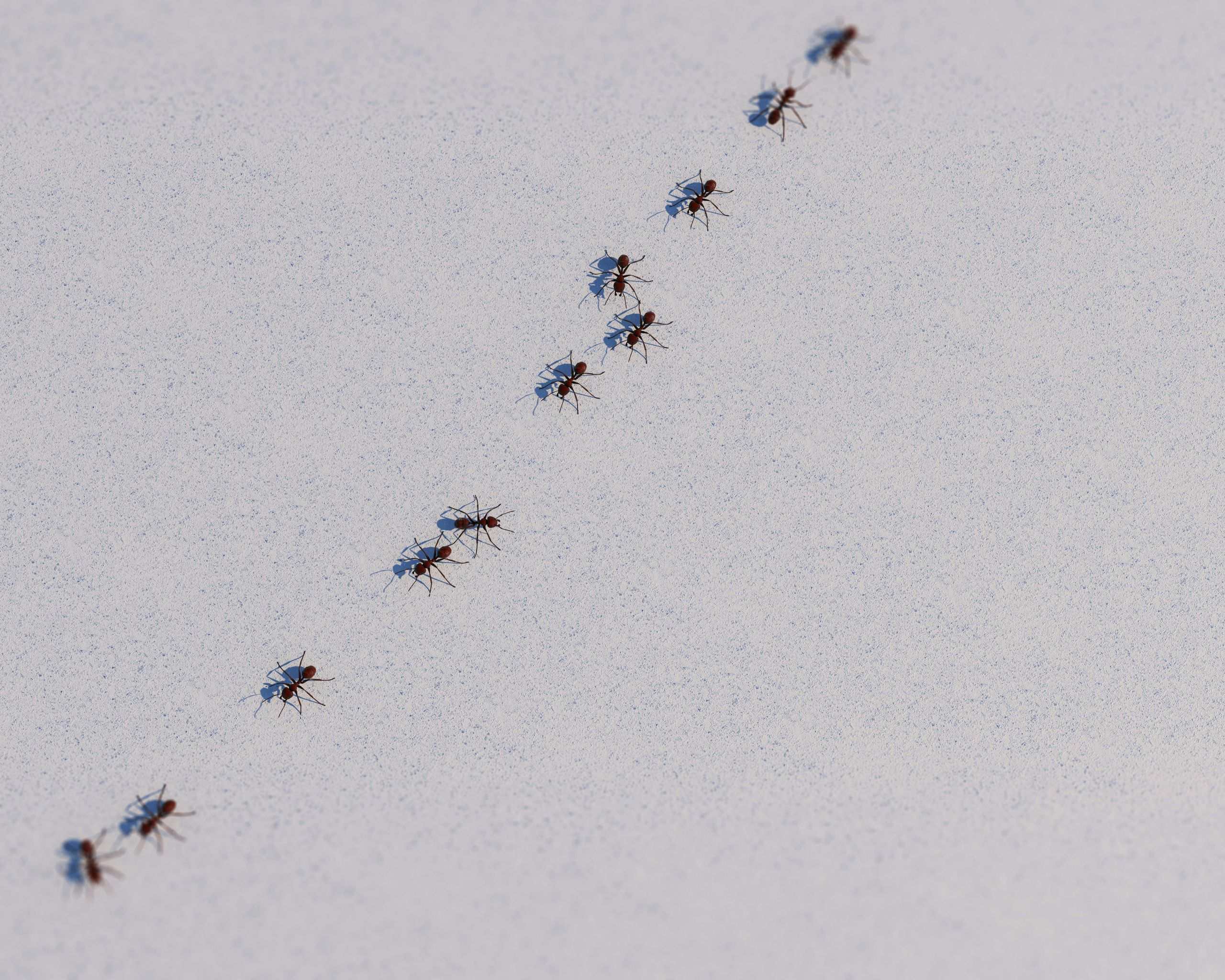 A line of black ants walks diagonally across a light, speckled surface, casting small shadows beneath them—an early sign of potential indoor ant infestations.