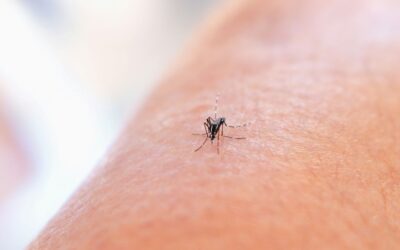 Where Mosquitos Breed Around Your Home That Most People Miss