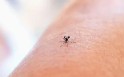 Where Mosquitos Breed Around Your Home That Most People Miss
