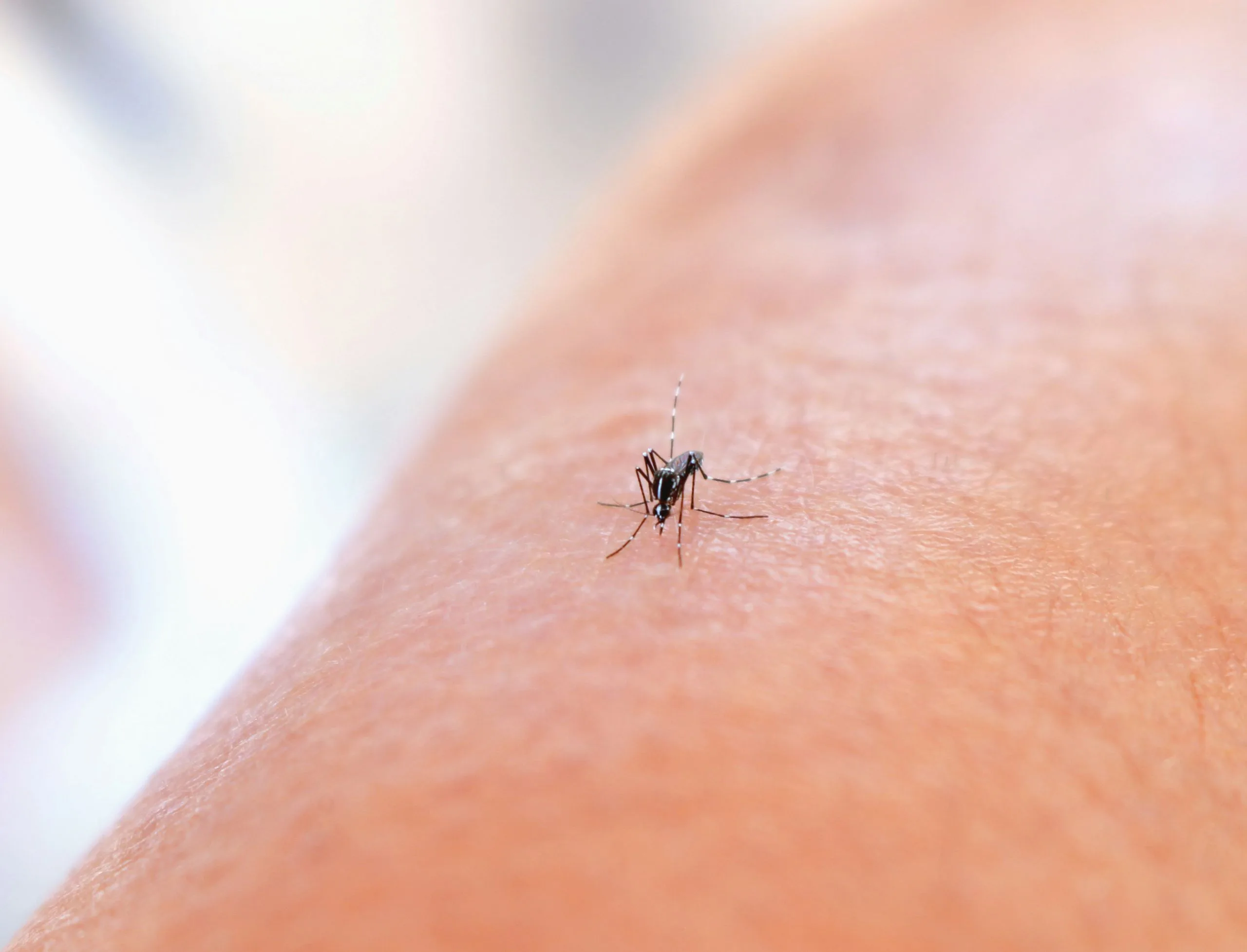mosquitos A close-up of a mosquito standing on human skin, ready to bite. The background is blurred, highlighting the insect, the skin texture, and capturing the fine details typical of mosquitos.