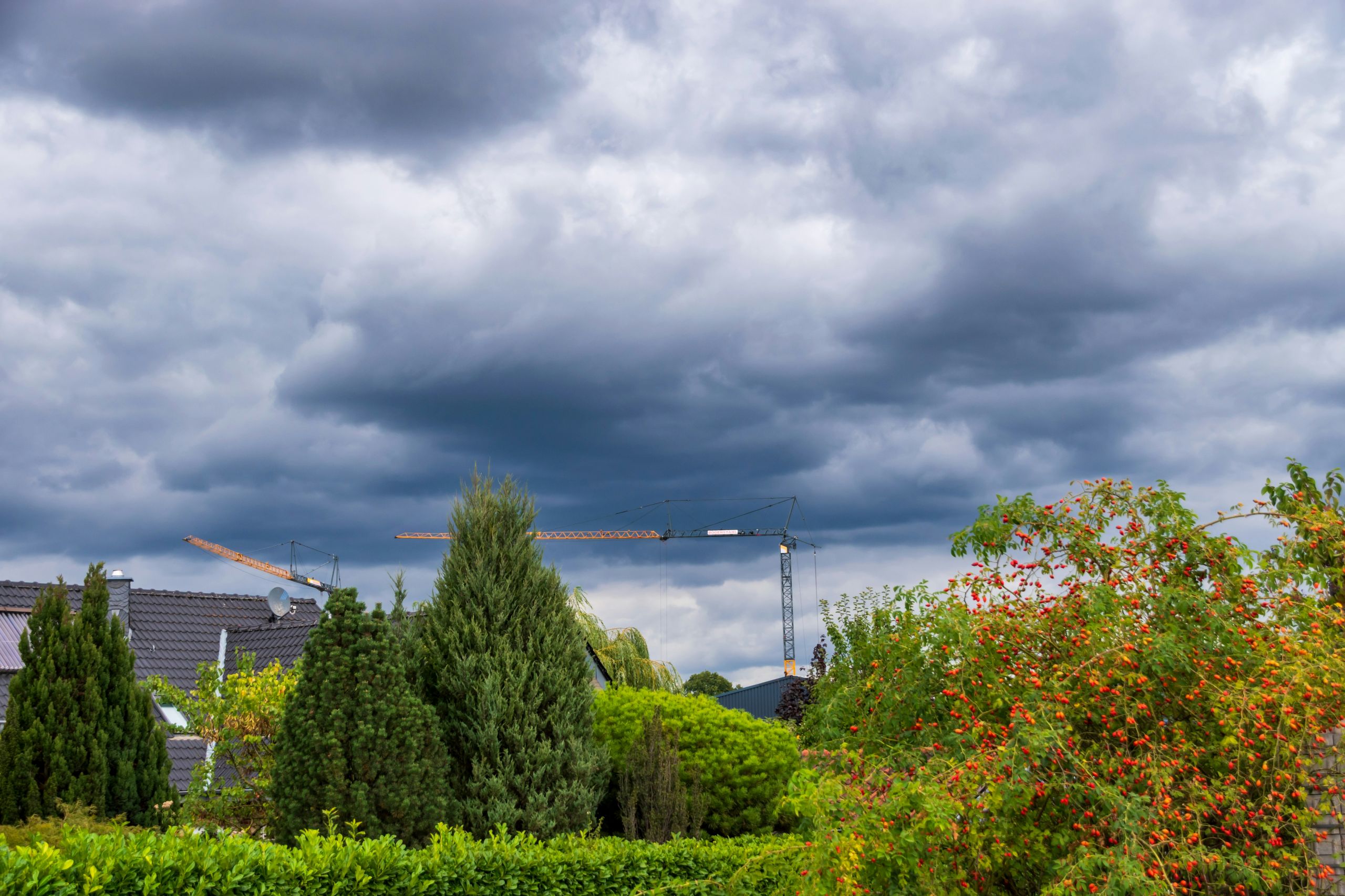 pest activity Dark storm clouds loom over green trees and bushes, with two construction cranes visible in the background above rooftops—a scene where the approaching weather may heighten pest activity among the foliage.