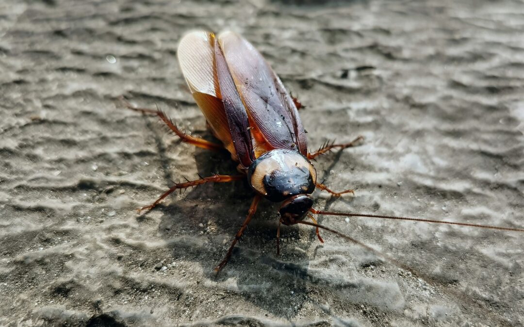 Are Small Roaches a Sign of a Bigger Infestation?