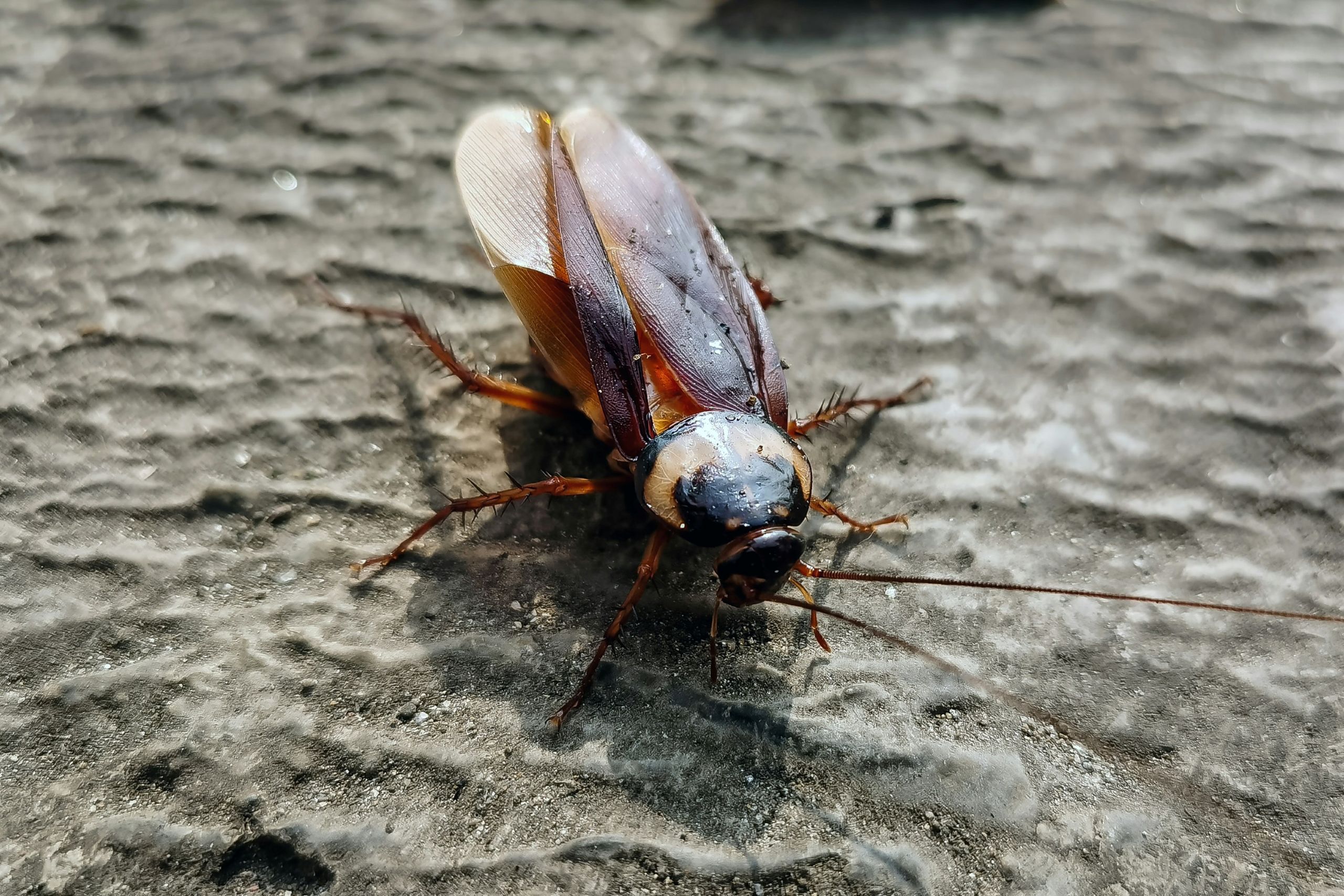 roaches A close-up of a brown cockroach on a textured, gray surface.