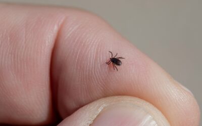 Why Ticks Are Hard to Eliminate on Your Own