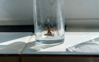 Common House Bugs You’ll See This Fall