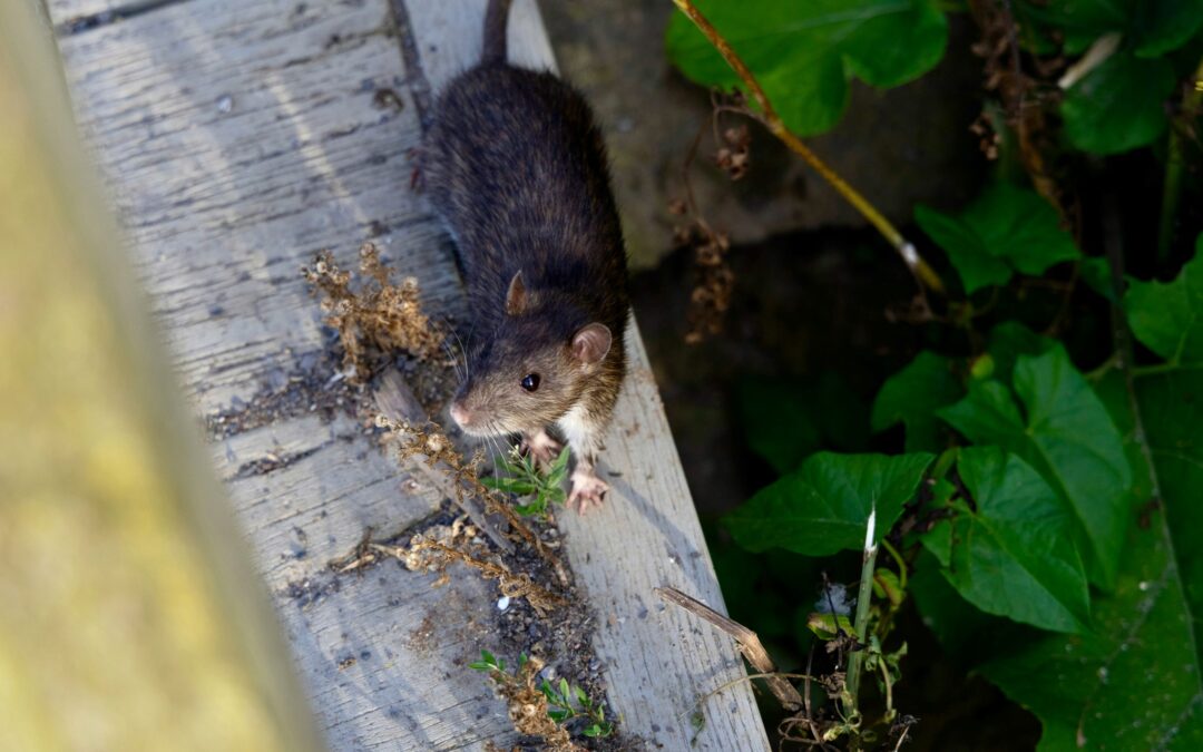 Why Rodents Begin Moving Indoors Before Fall Arrives