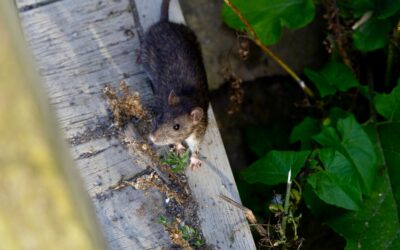 Why Rodents Begin Moving Indoors Before Fall Arrives