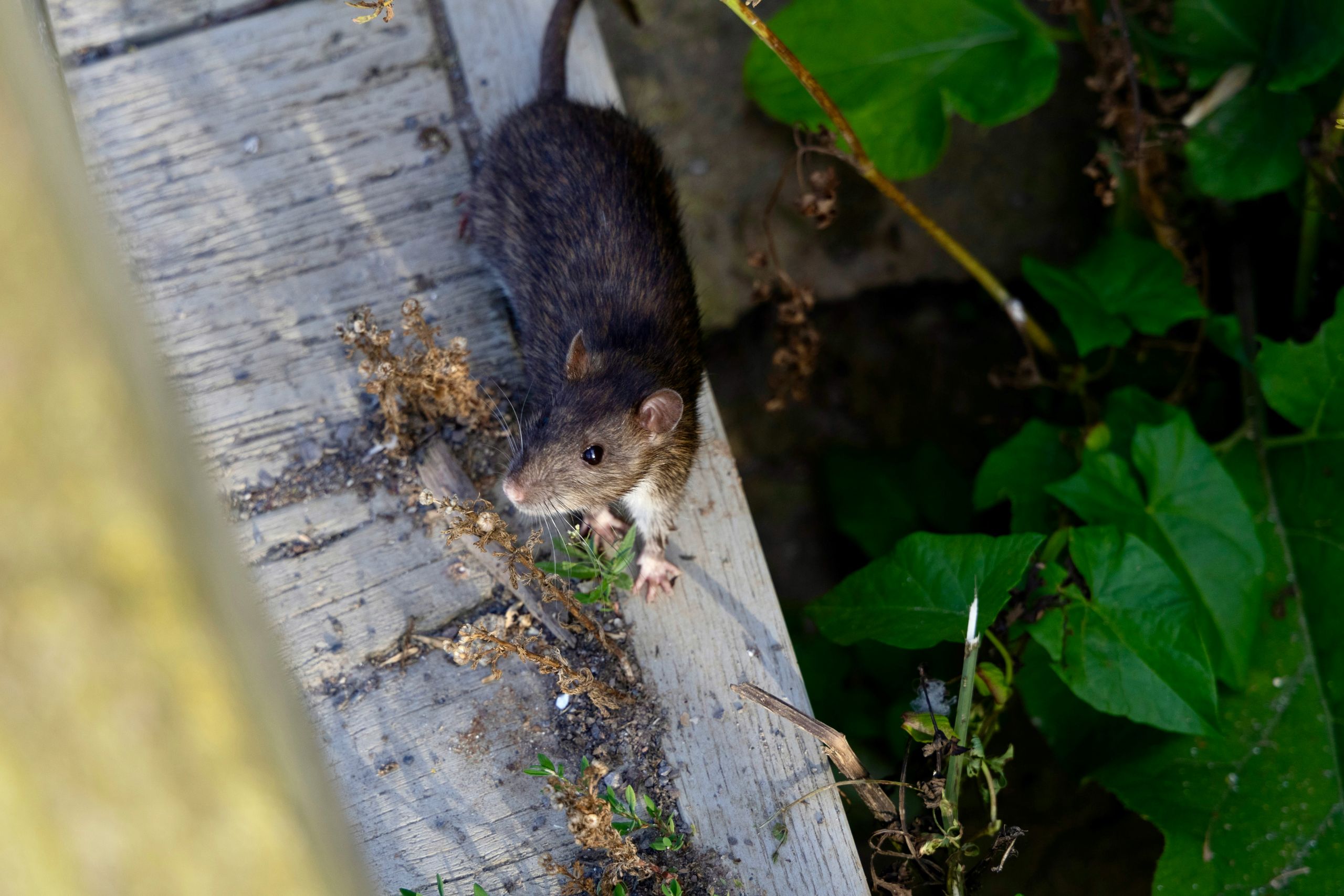 A brown rat standing on the edge of a weathered wooden surface, looking toward green foliage growing beside it.