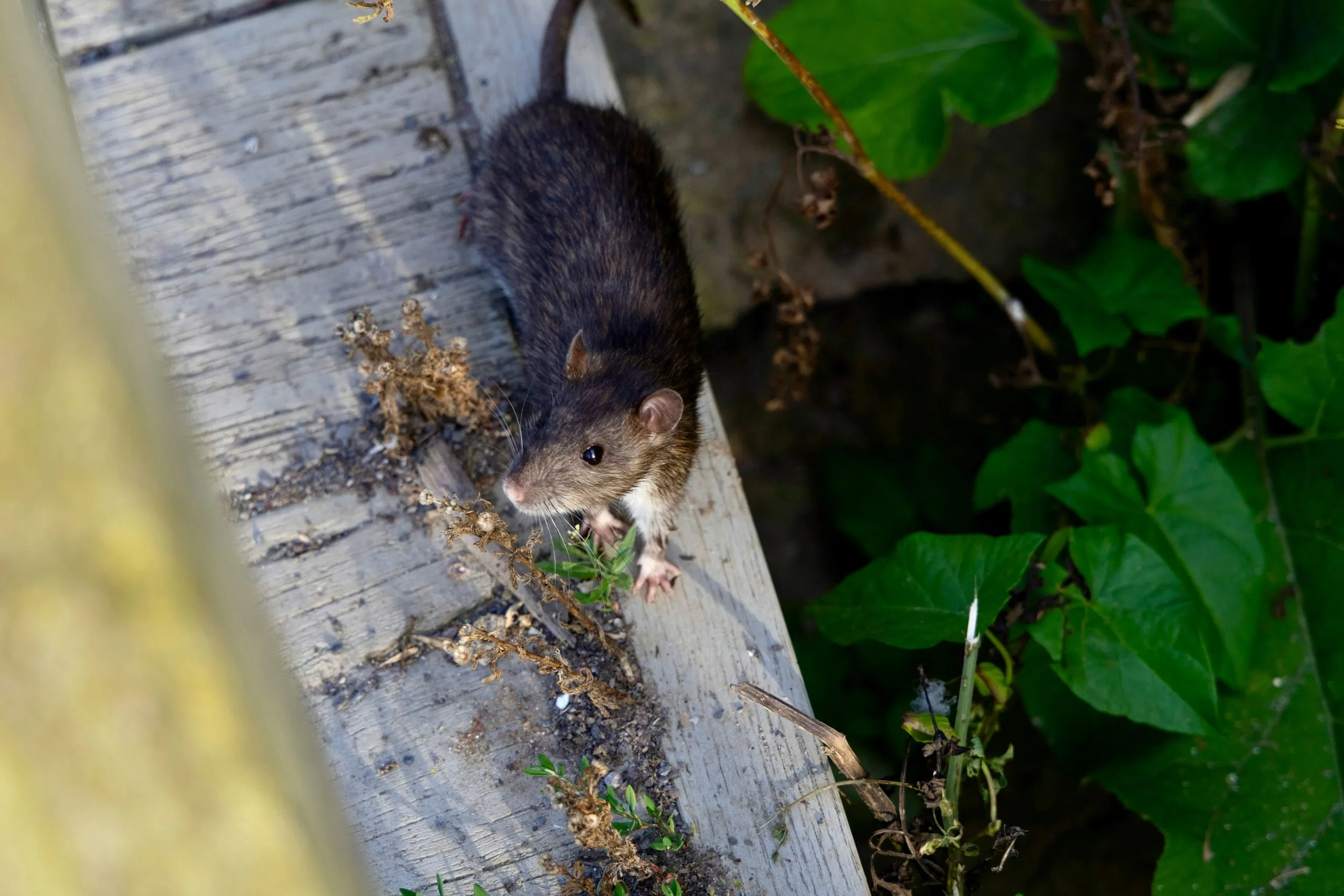 rodents A brown rat standing on the edge of a weathered wooden surface, looking toward green foliage growing beside it.