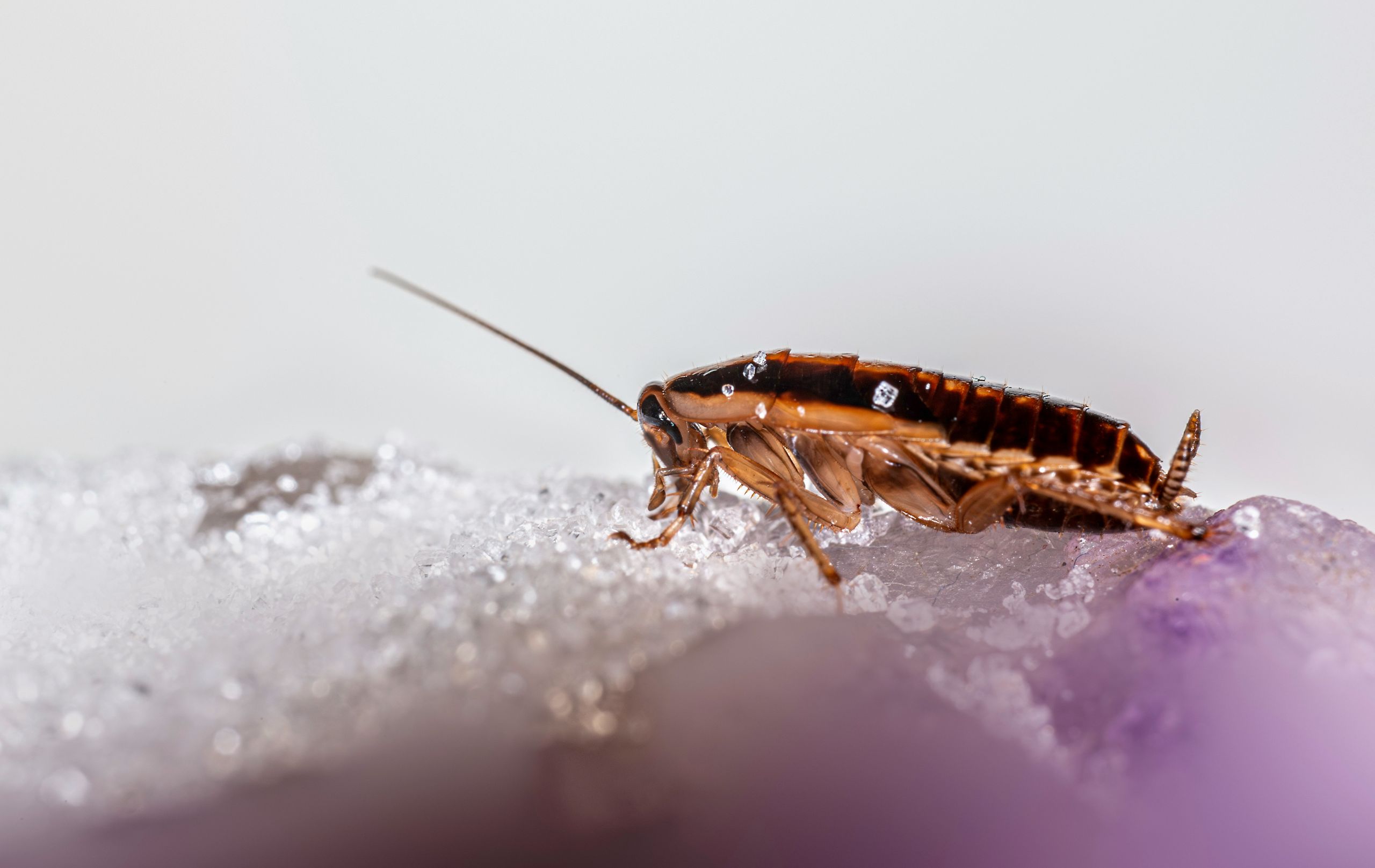 A cockroach resting on a cluster of white and purple crystals.